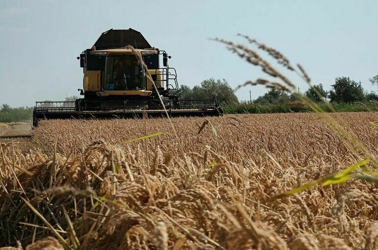 В Крыму впервые за восемь лет вырастили урожай риса