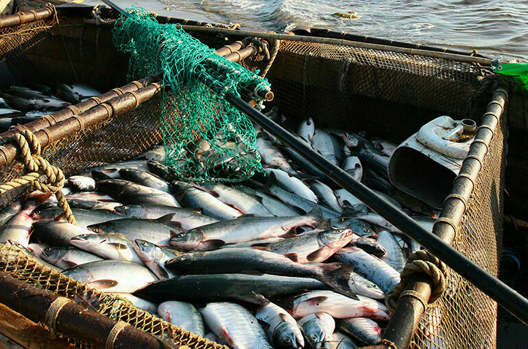 Путин подписал закон об ужесточении контроля за иностранными инвестициями в рыболовстве