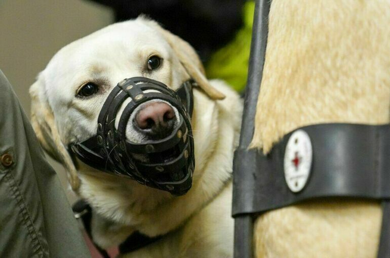 С собак-поводырей сняли ограничения по выгулу