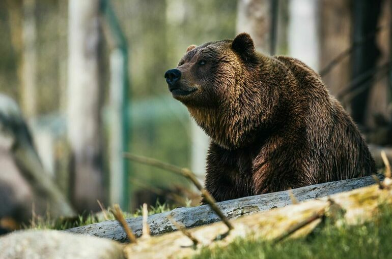 Следить за дикими животными России можно будет на одном сайте