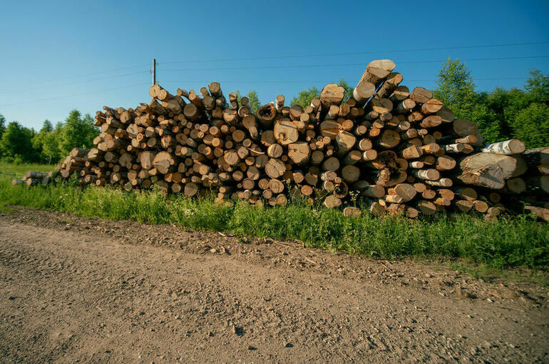 Российские арендаторы леса хотят платить только за уже заготовленную древесину