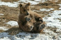 Жителей села Мишкино в Башкортостане напугал медвежонок