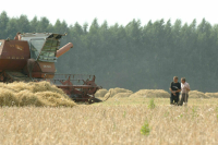 В России установили рекорд по урожаю зерновых