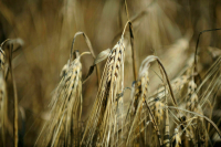 Патрушев заявил, что РФ безвозмездно поставит бедным странам до 500 тысяч тонн зерна
