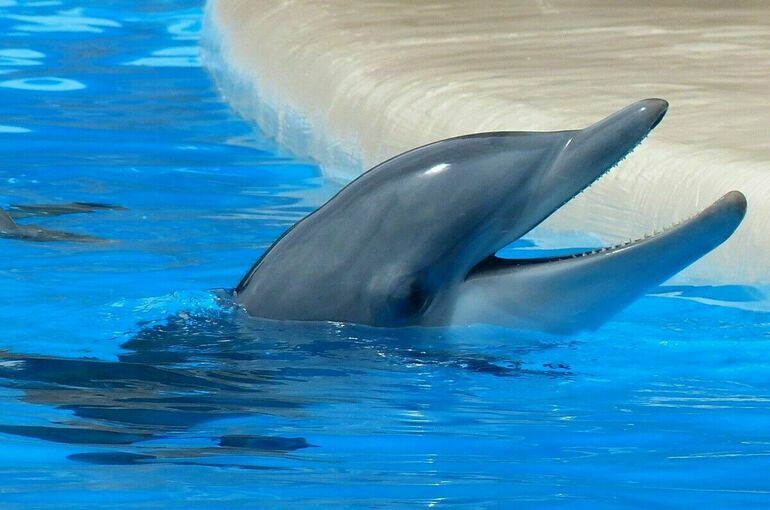 В Крыму нашли двух из четырех выброшенных дельфинов