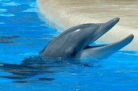 В Крыму нашли двух из четырех выброшенных дельфинов