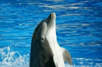 Тренер Севастопольского дельфинария считает спланированным выброс животных