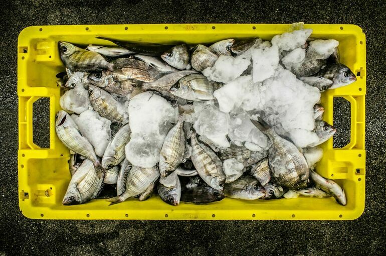 Налог за вылов рыбы и морепродуктов хотят повысить