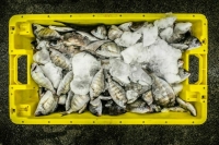 Налог за вылов рыбы и морепродуктов хотят повысить