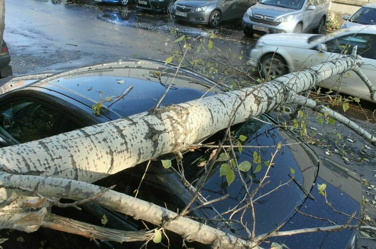 От падения деревьев в Москве за выходные пострадали более 60 машин