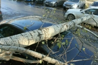 От падения деревьев в Москве за выходные пострадали более 60 машин