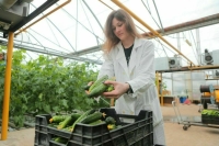 В Минсельхозе оценили выполнение программы продовольственной безопасности по овощеводству
