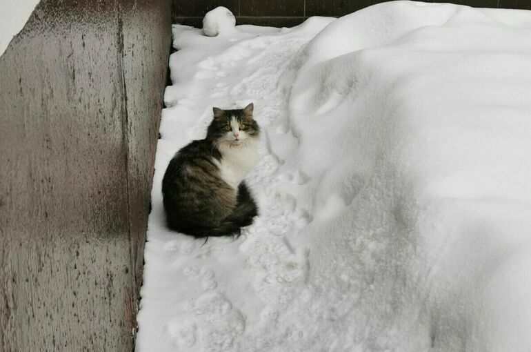 Высота сугробов в Москве достигла 11 сантиметров