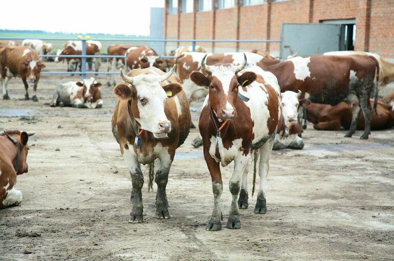 Животноводам возместят часть затрат на выращивание крупного рогатого скота