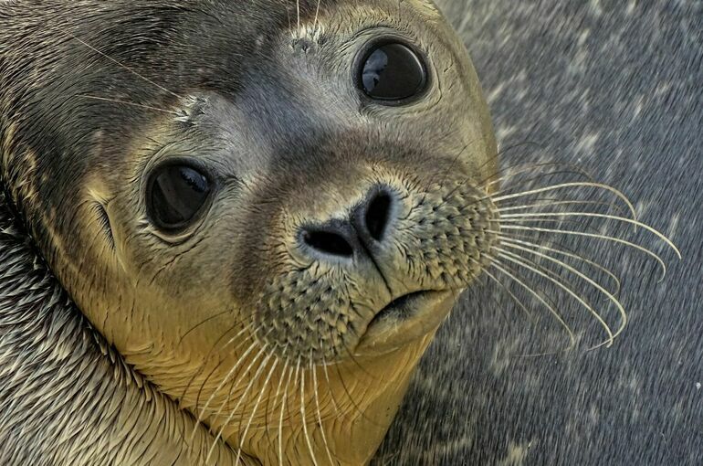 В Минприроды объяснили массовую гибель тюленей в Махачкале