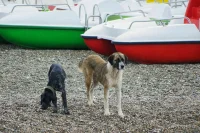 В Петербурге приняли закон о разграничении полномочий в сфере обращения с животными