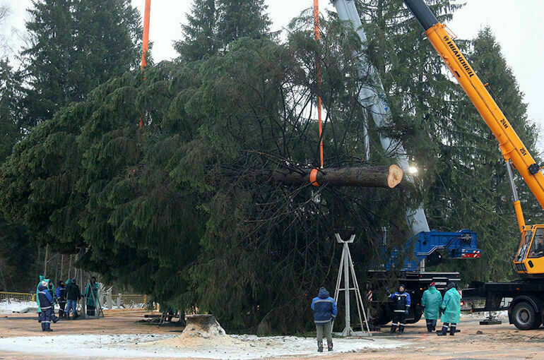 В Подмосковье спилили «кремлевскую» елку