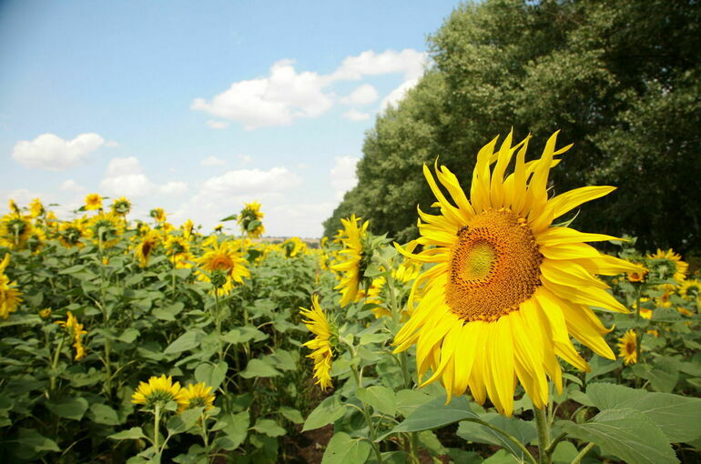 Кабмин направит дополнительные пять миллиардов рублей на кредитование аграриев
