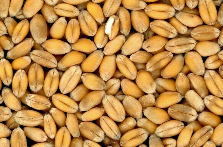 Оформление генетических паспортов для семян предложили отложить на год