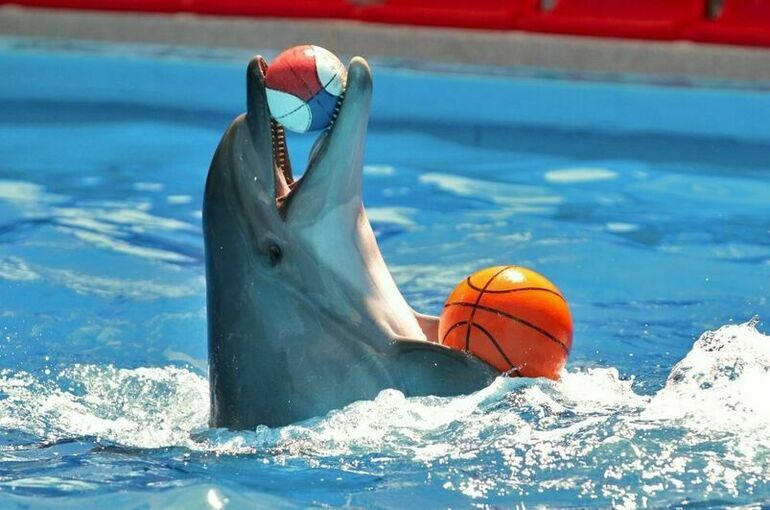 Вольных дельфинов больше не возьмут в артисты