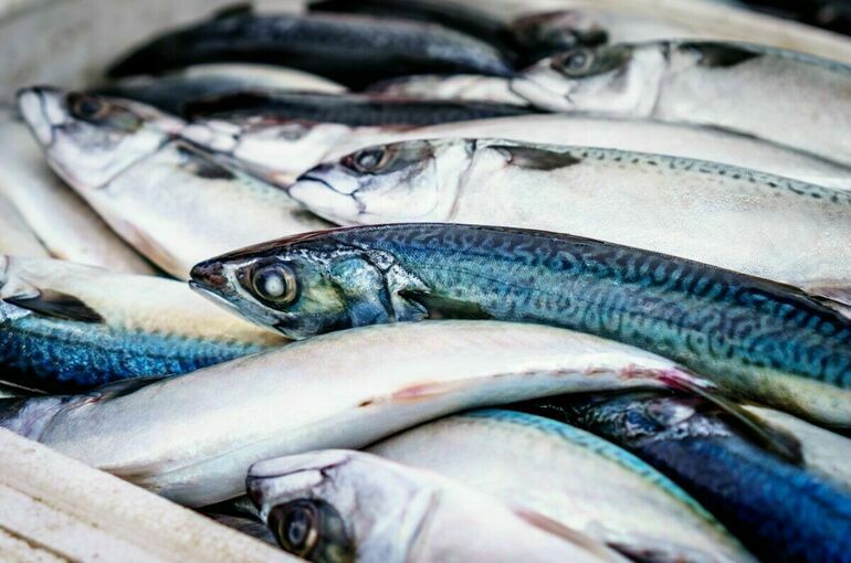 В Госдуме рассказали, какие поправки будут внесены в закон об инвестквотах на вылов рыбы