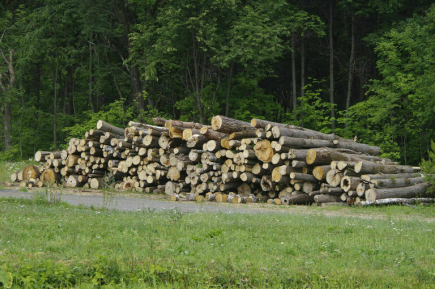 Изъятую у нарушителей древесину смогут продавать быстрее
