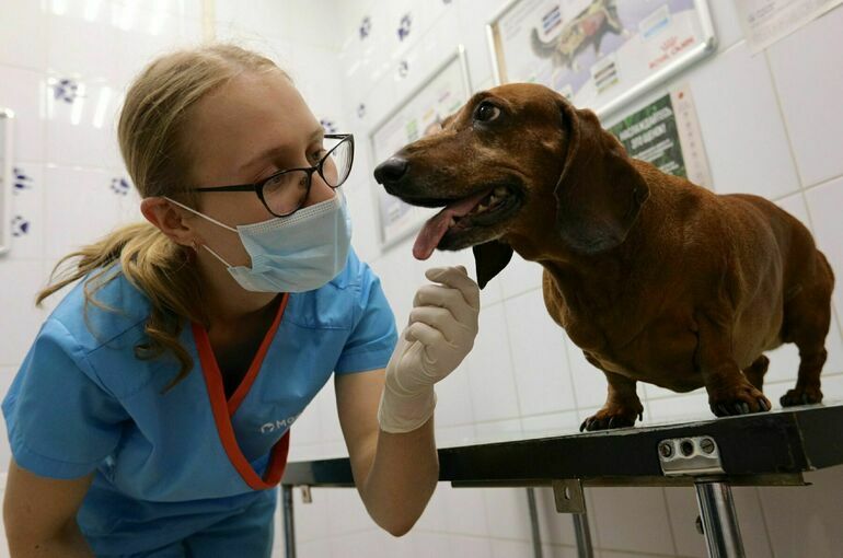 У собак и кошек могут появиться лекарства для зубов и эффективная анестезия