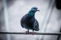 На Кубани выясняют обстоятельства гибели более 400 голубей на пшеничном поле