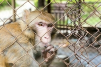 Бурматов призвал ужесточить ответственность за нарушения в содержании зверей в зоопарках