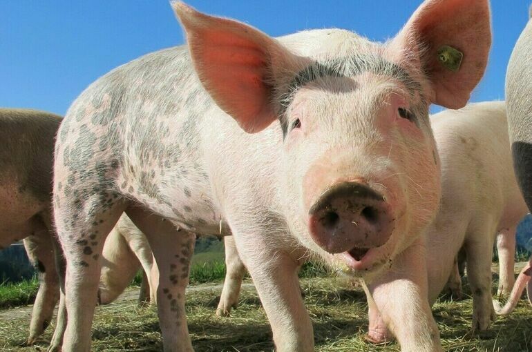 Россельхознадзор: Ситуация с африканской чумой свиней в России остается неблагополучной