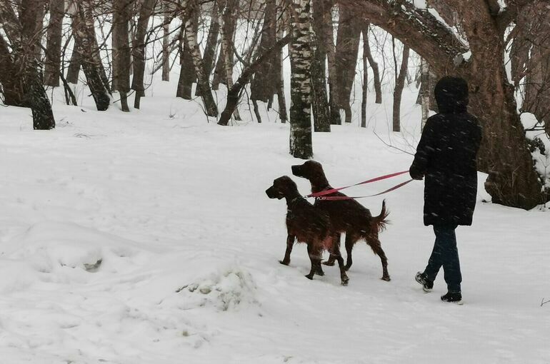 Синоптик пообещал москвичам мягкие морозы в конце января