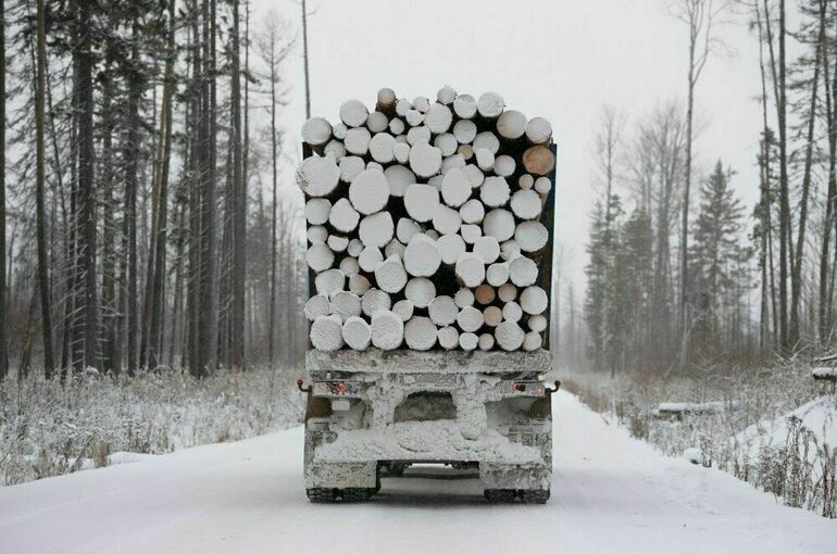 Архангельский лес предложили перерабатывать в регионе