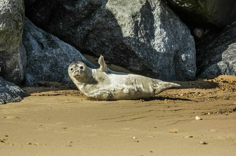 Эксперты не выявили инфекций у погибших на каспийском побережье тюленей