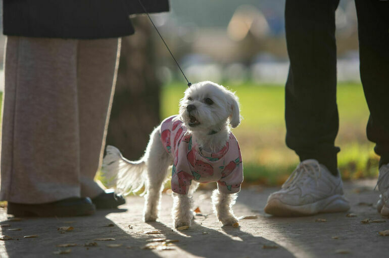 Ветеринар рассказал, каким собакам необходима теплая одежда