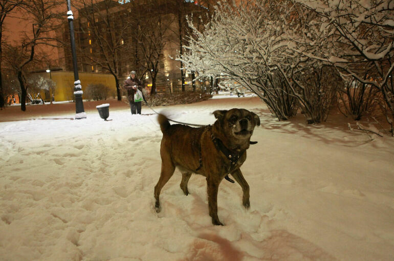 В Петербурге планируют увеличить штрафы для не убирающих за собаками хозяев