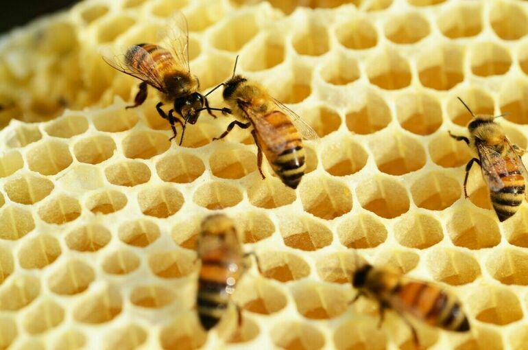 Олег Лебедев рассказал, как можно увеличить популяцию пчел