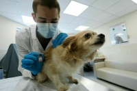 Законопроект о расширении перечня ветеринарных препаратов могут принять весной