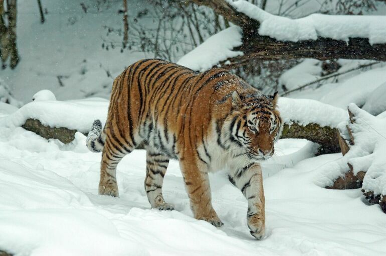 Тигр убил охотника в Хабаровском крае