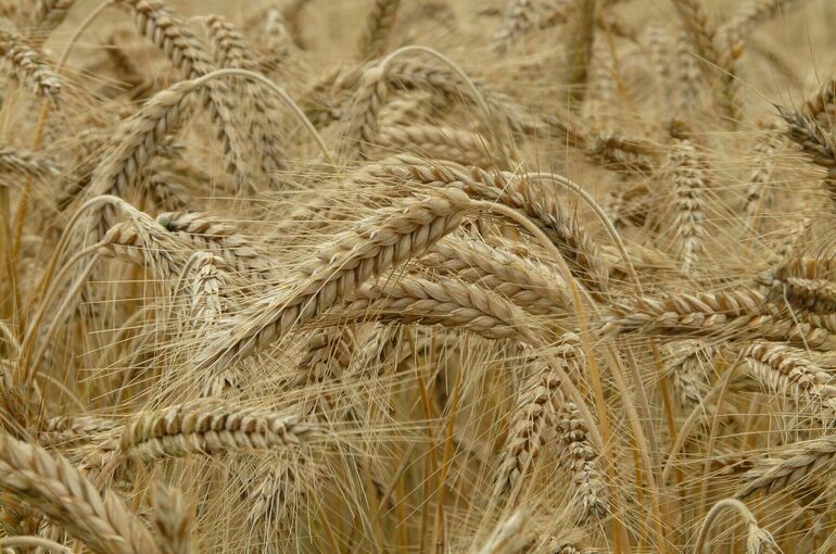 МИД: Продление зерновой сделки нецелесообразно без снятия санкций с РФ