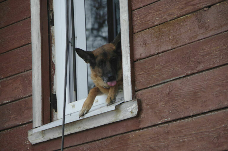 В ЛДПР предложили запретить возвращение бродячих собак из приютов на улицу 
