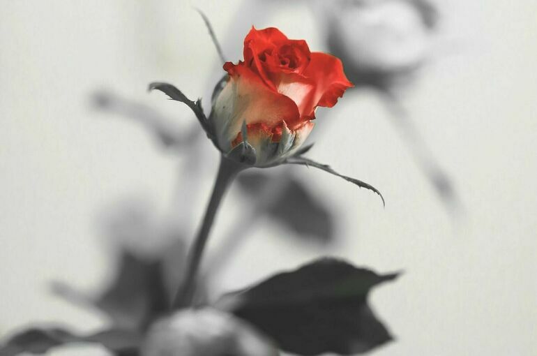 В День святого Валентина электричка сбила шедшую со свидания девочку