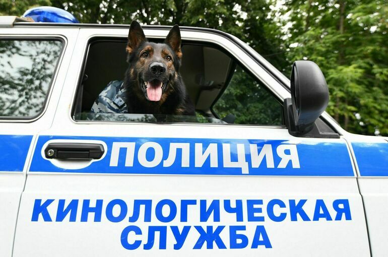 Как выходят на «пенсию» полицейские собаки и лошади