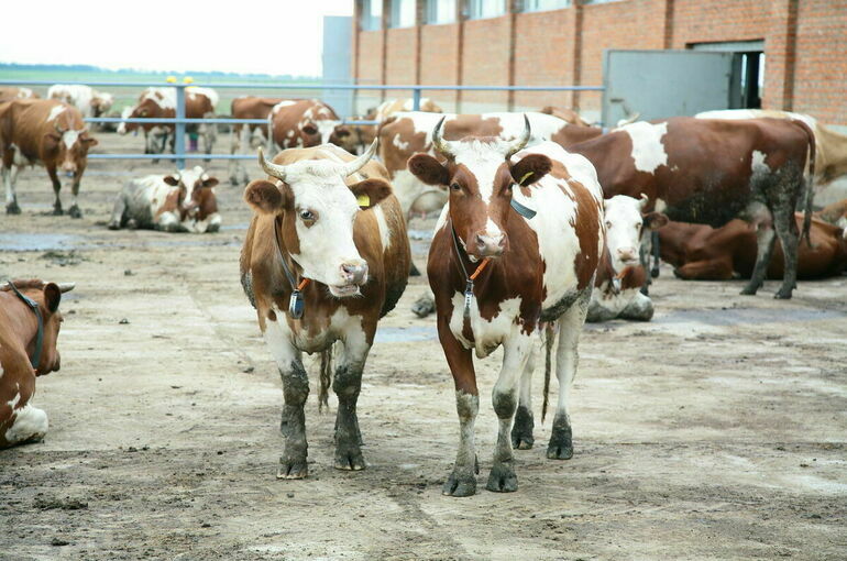 Животноводы Кубани смогут рассчитывать на субсидию при уменьшении численности стада