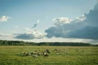 Землю на Дальнем Востоке и в Арктике можно получить не выходя из дома