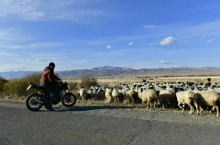 В Совфеде озадачились сокращением поголовья тонкорунных овец