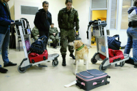 Собак будут привлекать для поиска взрывчатки в транспорте