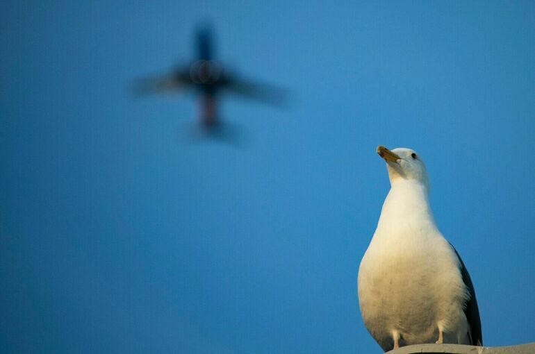 Орнитологи оценят птичью угрозу аэропортам