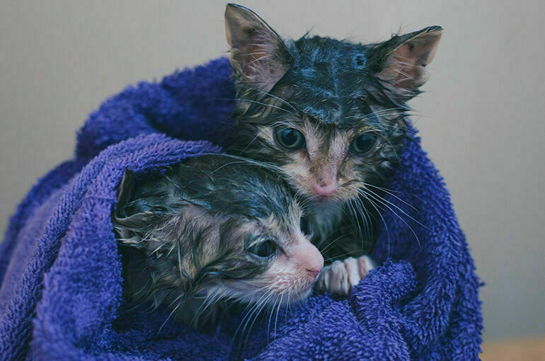 Ветеринар рассказал, можно ли мыть кошек шампунем для людей