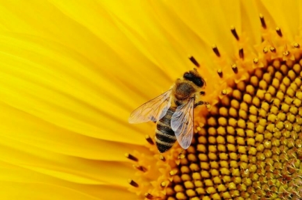 «Большая химия» против пчел: кто победит?