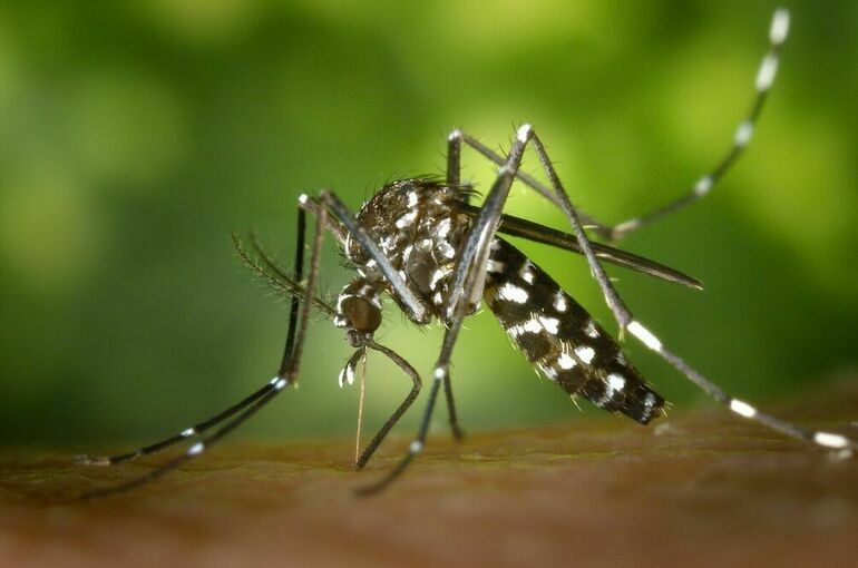 В Красноярском крае зафиксировали новые случаи лихорадки денге